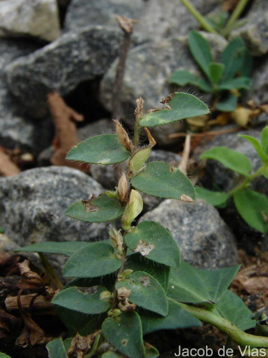 Crotalaria hebecarpa (DC.) Rudd